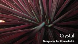  Presentation with sea - Cool new theme with sea-urchin-macro-view-nsw backdrop and a wine colored foreground