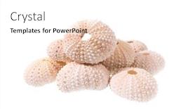 Presentation with white sea urchin - Presentation theme with sea-urchin-shell-isolated background and a white colored foreground