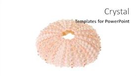  Presentation with white sea urchin - PPT theme featuring sea-urchin-shell-isolated background and a white colored foreground