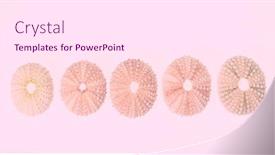  Presentation with sea shell - Presentation featuring sea-urchin-shell background and a pink colored foreground