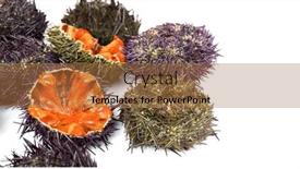  Presentation with white sea urchin - Slides with sea-urchin-with-caviar-close background and a coral colored foreground
