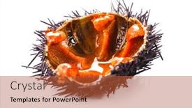  Presentation with white sea urchin - PPT layouts with sea-urchin-with-caviar-close background and a  colored foreground