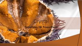 Presentation with mediterranean food - Presentation design with sea-urchin-with-caviar-close background and a red colored foreground