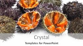  Presentation with white sea urchin - PPT theme featuring sea-urchin-with-caviar-close background and a white colored foreground