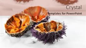  Presentation with mediterranean food - PPT theme enhanced with sea-urchin-with-caviar-close background and a red colored foreground