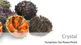  Presentation with mediterranean food - Slides featuring sea-urchin-with-caviar-close background and a white colored foreground