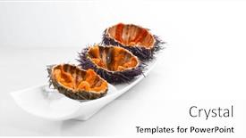  Presentation with white sea urchin - PPT layouts having sea-urchins-on-white-background background and a white colored foreground