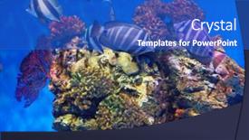  Presentation with sea coral - 