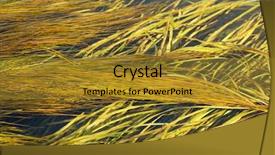  Presentation with weed - Slide deck having sea weed - algae in the river background and a gold colored foreground