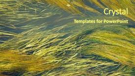  Presentation with weed - Cool new slide deck with sea weed - algae in the river backdrop and a tawny brown colored foreground