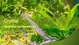  Presentation with weed - PPT layouts consisting of sea weed - fish in the algae underwater background and a tawny brown colored foreground