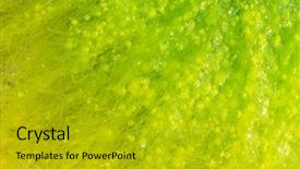  Presentation with seaweed - Audience pleasing slide deck consisting of sea weed - macro of ulva seaweed backdrop and a gold colored foreground