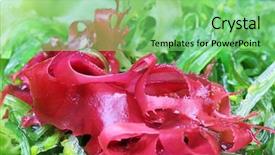  Presentation with weed - Slide deck featuring sea weed - seaweed salad background and a  colored foreground