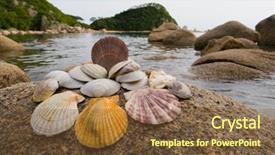  Presentation with sea shells - PPT theme having sea weed - shells in which the pearls background and a  colored foreground