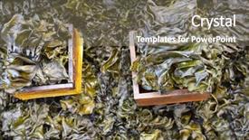  Presentation with weed - Colorful presentation design enhanced with sea weed in gwangjang market backdrop and a  colored foreground
