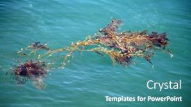  Presentation with weed - Slide deck with sea-weed-seaweed-plant-growing background and a teal colored foreground
