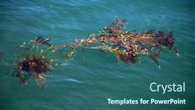  Presentation with weed - PPT theme enhanced with sea-weed-seaweed-plant-growing background and a  colored foreground
