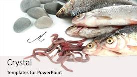  Presentation with sea fishing - Colorful slide set enhanced with sea worms - fishes and fishing tools isolated backdrop and a lemonade colored foreground