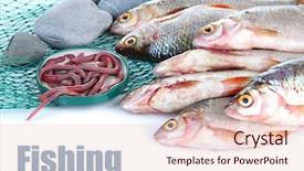 Presentation with fish net - Cool new presentation theme with sea worms - fishes and net isolated backdrop and a  colored foreground