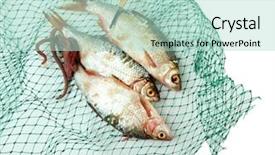  Presentation with fish net - Beautiful PPT theme featuring sea worms - fishes in fishing net isolated backdrop and a mint green colored foreground