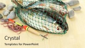  Presentation with fish net - Amazing PPT layouts having sea worms - fishes in fishing net backdrop and a  colored foreground