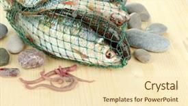  Presentation with fishing net - Audience pleasing presentation design consisting of sea worms - fishes in fishing net backdrop and a  colored foreground