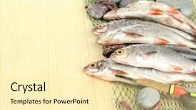  Presentation with fish net - Colorful presentation design enhanced with sea worms - fishes on fishing net backdrop and a  colored foreground