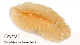  Presentation with vat value added tax isolated - PPT theme featuring sea worms - flatworm planocera ceratommata isolated background and a lemonade colored foreground