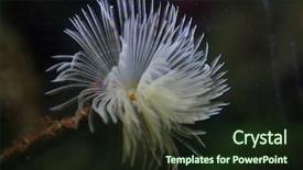  Presentation with mediterranean - Beautiful presentation design featuring sea worms - mediterranean fanworm sabella spallanzanii also backdrop and a wine colored foreground