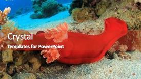  Presentation with spanish cuban cultural - PPT layouts with sea worms - spanish dancer hexabranchus sanguineus background and a red colored foreground