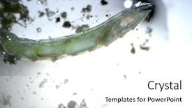  Presentation with worm - Colorful presentation design enhanced with sea worms - translucent green worm photographed backdrop and a white colored foreground