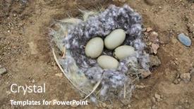  Presentation with polar bear - Presentation design consisting of seabird-eggs-in-the-nest background and a coral colored foreground