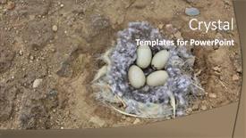  Presentation with polar bear - Presentation theme featuring seabird-eggs-in-the-nest background and a coral colored foreground