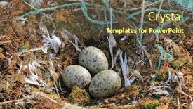  Presentation with plastic pollution - Amazing theme having seabird-s-nest backdrop and a tawny brown colored foreground