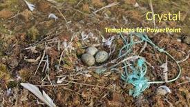  Presentation with plastic pollution - Presentation with seabird-s-nest background and a tawny brown colored foreground