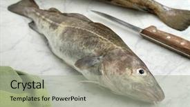 Presentation with ready - Beautiful PPT theme featuring seafish - fresh raw cod fish ready backdrop and a  colored foreground