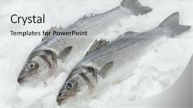 Presentation with ice - PPT theme consisting of seafish - fresh seabasses on ice background and a light gray colored foreground