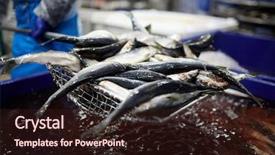  Presentation with sardines - Slide set enhanced with seafish business - fresh sardines being taken background and a wine colored foreground