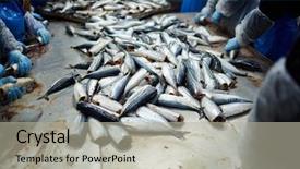 Presentation with ready - Presentation design with seafish business - pile of fresh mackerel ready background and a light gray colored foreground