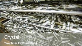  Presentation with piles - Colorful presentation theme enhanced with seafish business - piles of fresh pilchards backdrop and a gray colored foreground