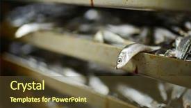  Presentation with industrial machine - Audience pleasing presentation consisting of seafish business - small fresh pilchards ready backdrop and a tawny brown colored foreground