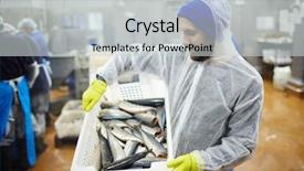  Presentation with staff - Slide set having seafish business - staff of seafood produstion background and a light gray colored foreground