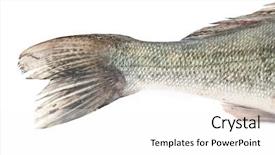  Presentation with fish - Cool new slide set with seafood free - tail fish isolated on white backdrop and a pink colored foreground