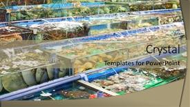 Presentation with hong kong - Beautiful PPT theme featuring seafood market fish tank backdrop and a  colored foreground