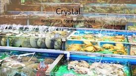 Presentation with tank - Slide set with seafood market fish tank background and a  colored foreground
