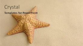  Presentation with sand ocean - Theme having seafood-on-a-background background and a coral colored foreground