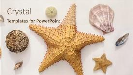  Presentation with sand ocean - Slide deck enhanced with seafood-on-a-background background and a lemonade colored foreground