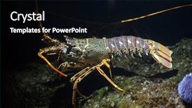  Presentation with mediterranean - PPT layouts having seafood water - common spiny lobster palinurus elephas background and a black colored foreground
