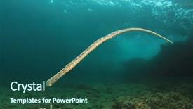  Presentation with seagrass - PPT theme with seagrass - broadnosed pipefish in mediterranean sea background and a ocean colored foreground