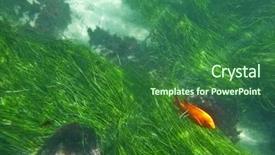  Presentation with seagrass - Amazing presentation theme having seagrass - california sea grass backdrop and a forest green colored foreground